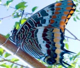 Charaxes jasius