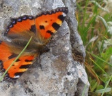 Aglais urticae