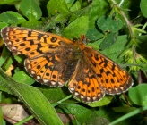 Boloria euphrosyne