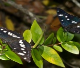 Limenitis reducta