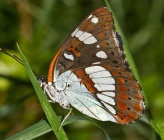 Limenitis reducta