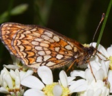Melitaea athalia