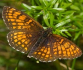 Mellicta athalia