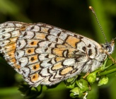 Melitaea cinxia