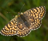 Melitaea cinxia