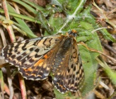 Melitaea didyma