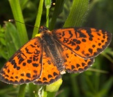Melitaea didyma