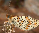 Melitaea phoebe