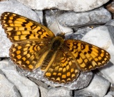 Melitaea phoebe