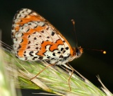 Melitaea trivia