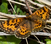 Melitaea trivia