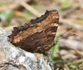 Nymphalis polychloros