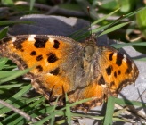 Nymphalis polychloros