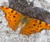 Polygonia egea
