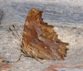 Polygonia egea