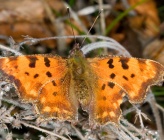 Polygonia c-album