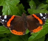 Vanessa atalanta