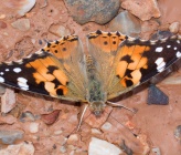 Vanessa cardui