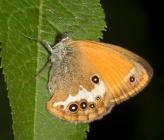Coenonympha arcania