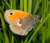 Coenonympha pamphilus