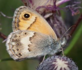 Coenonympha thyrsis