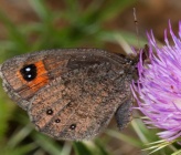 Erebia melas
