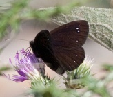 Erebia melas