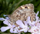 Hipparchia aristaeus