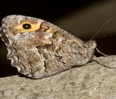 Hipparchia syriaca