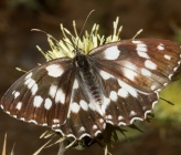 Melanargia galathea