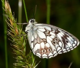 Melanargia galathea