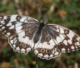 Melanargia larissa