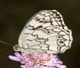 Melanargia larissa