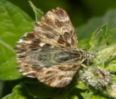 Carcharodus flocciferus