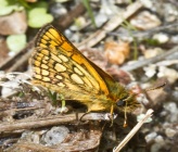 Carterocephalus palaemon