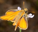 Thymelicus sylvestris