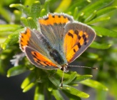 Lycaena phlaeas