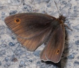 Maniola jurtina