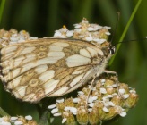 Melanargia galathea