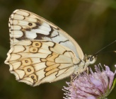 Melanargia larissa