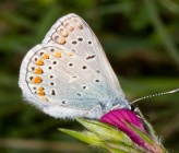 Polyommatus escheri
