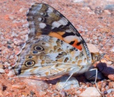 Vanessa cardui