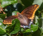 Charaxes jasius