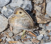 Pseudochazara graeca