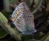 Satyrium ledereri
