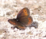 Erebia medusa