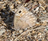 Hipparchia statilinus