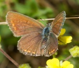 Plebejus argus