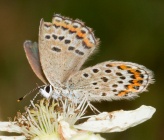 Plebejus argus