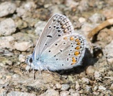 Polyommatus eroides